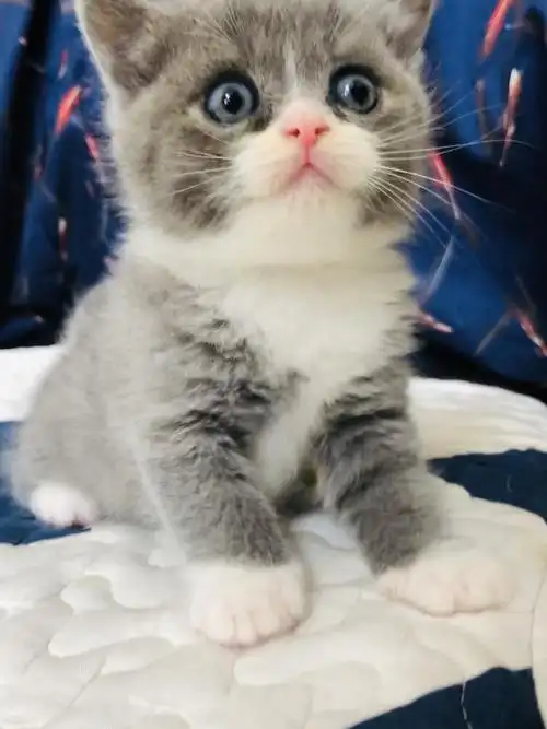 广州自家养的英短蓝白蓝猫找新家,有偿领养