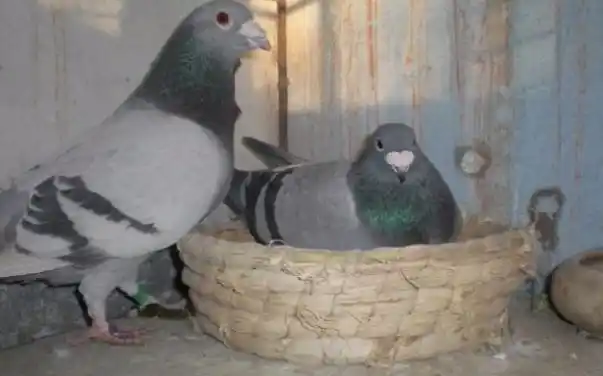 瓦灰鸽好不好看