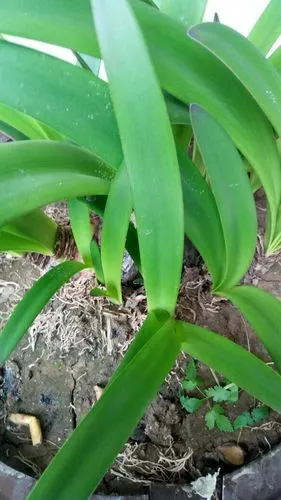 热心网友 朱顶红(学名:hippeastrum rutilum)又名红花莲(海南植物志)