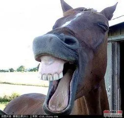 动物恶搞奇葩表情我也是醉了