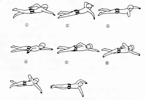 同时,也使主要肌肉群在良好的工作条件下进入推水动作,手向后外推至