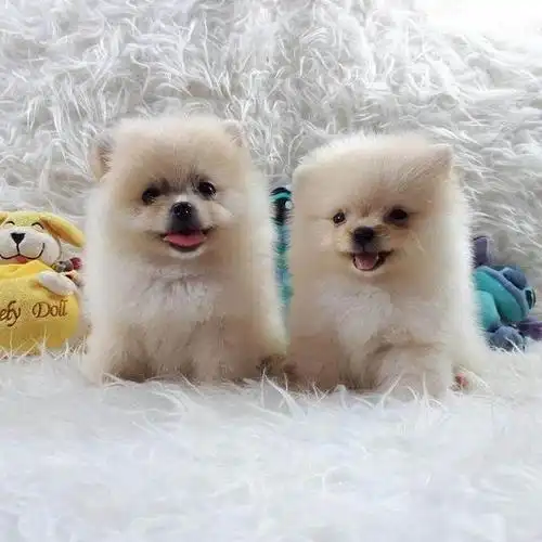 如果说萌即正义,那博美小奶狗一定是世界上最具正义感的宠物!