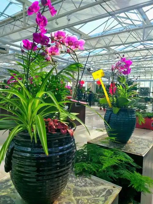 2019北郎中花卉首届跨年大型花展唯美!惊艳!震撼!