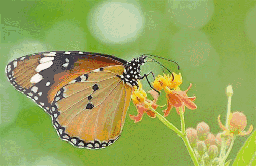 500_325gif 动态图 动图