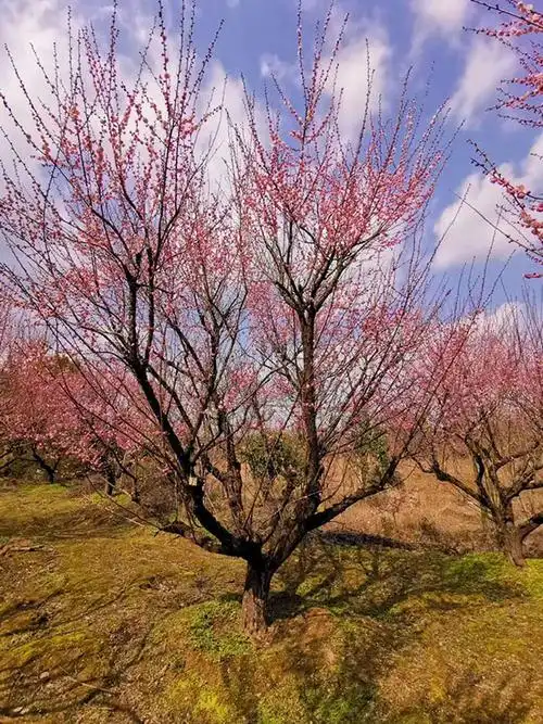 红梅树供应商:采购红梅哪里有货源?-红梅基地|红梅价格|红梅供应商|浙