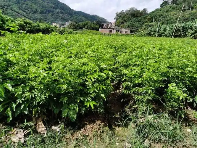 太神奇了有一种黄皮果成熟了皮肉都是紫色的紫色黄皮的种植前景