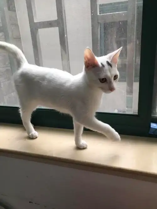 浦东蓝白串串猫找领养