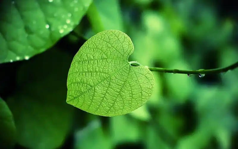 植物图片,植物,绿叶,电脑壁纸,壁纸小清新绿色护眼图片