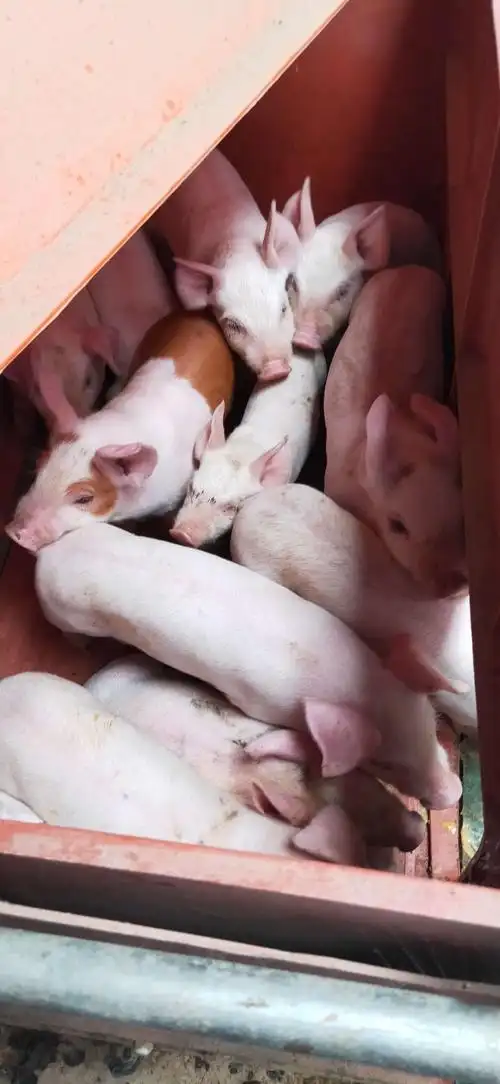 写美篇养户对骆驼哺乳料认可.   两窝仔猪活仔21头,初生总重36.61kg.