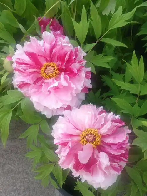 佛山市粤剧博物馆观赏美丽又大朵的牡丹花 2019.02.07