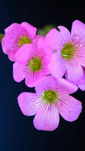 小巧可爱的酢浆草花,高清图片,手机锁屏桌面-壁纸族