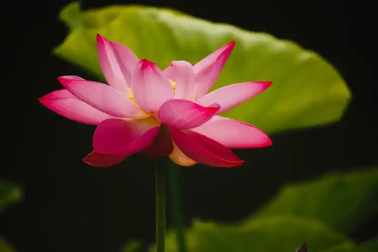 立夏入伏的日子里拍一组漂亮荷花的照片,给大家带来一丝夏日的清凉