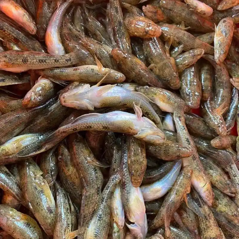 新鲜淡水笋壳鱼林哥鱼  适合所有人群,特别是老人孕妇小孩,体弱多病者