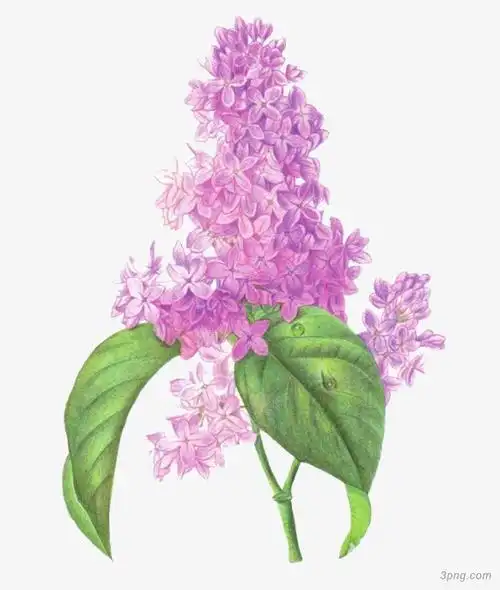 紫色丁香花png素材透明免抠图片-动植人物