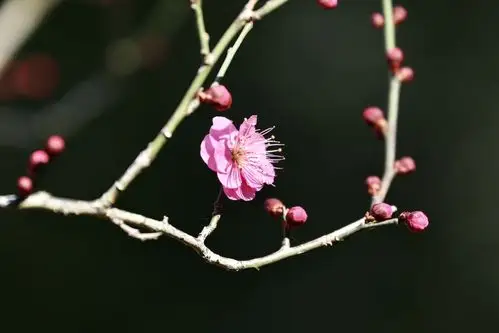 银世界的红梅,让我今霄开始休息