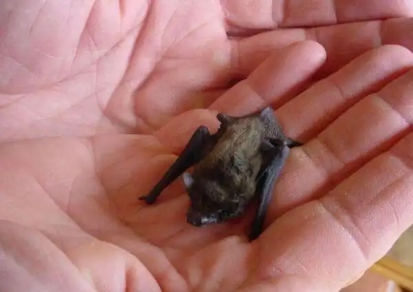 世界上最小的蝙蝠体长25厘米体重仅2克