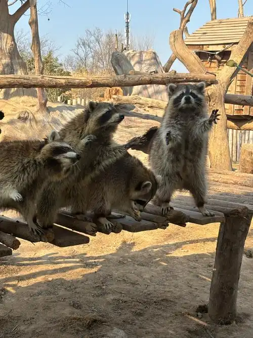 河南一动物园100000元为熊宝征名##周口野生动物世界