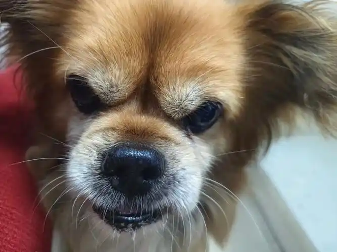 狗头三连,哈哈哈 - 抖音