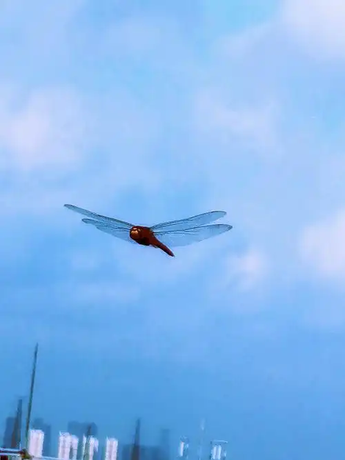 手机拍照.飞翔中的蜻蜓