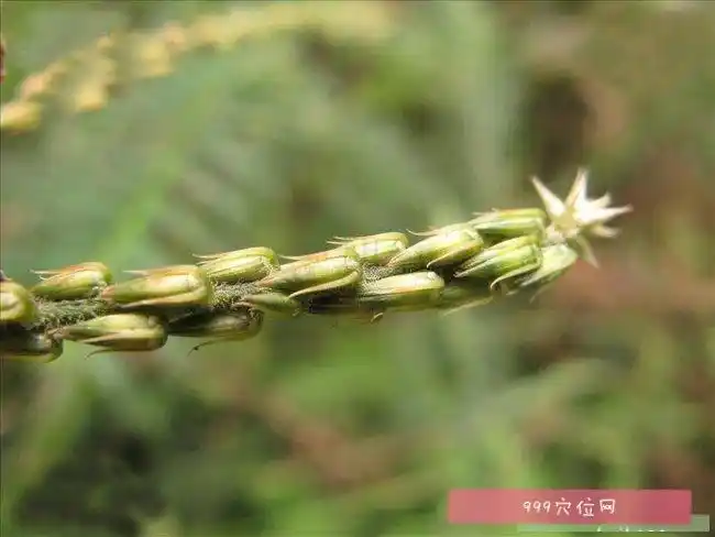 【土牛膝】_土牛膝的副作用_功效与作用