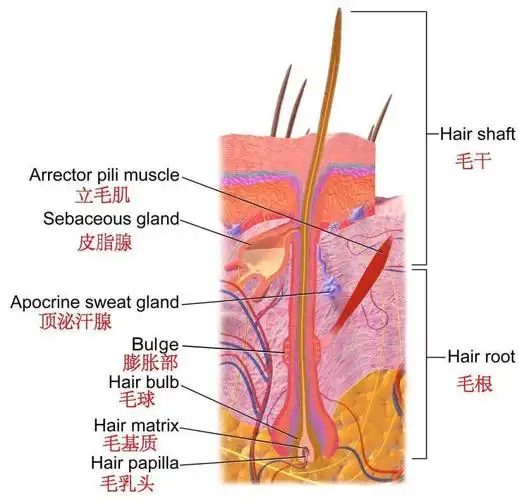 毛干与毛根,毛根周围的组织则称之为毛囊,毛囊和汗腺是两个独立的结构