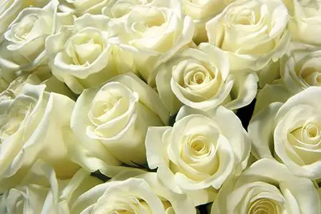 白玫瑰和粉玫瑰的花语分别是什么