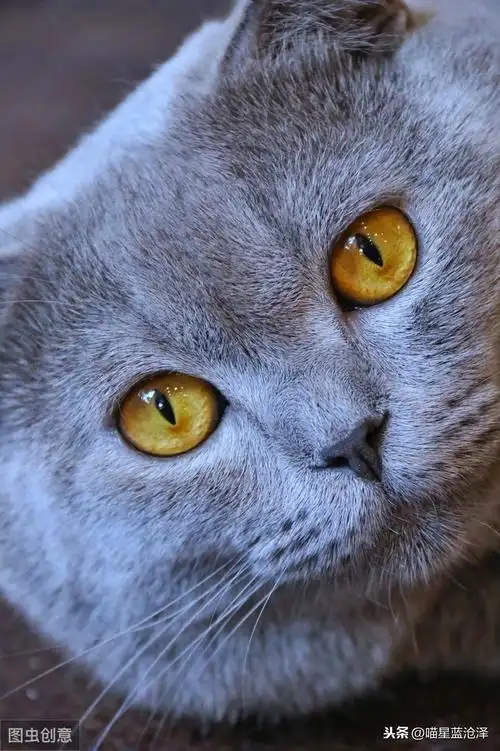 英国短毛猫为什么称之为蓝猫?长毛英短你见过了吗?