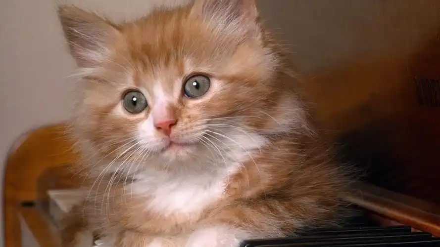 毛茸茸的可爱黄色猫咪图片桌面壁纸