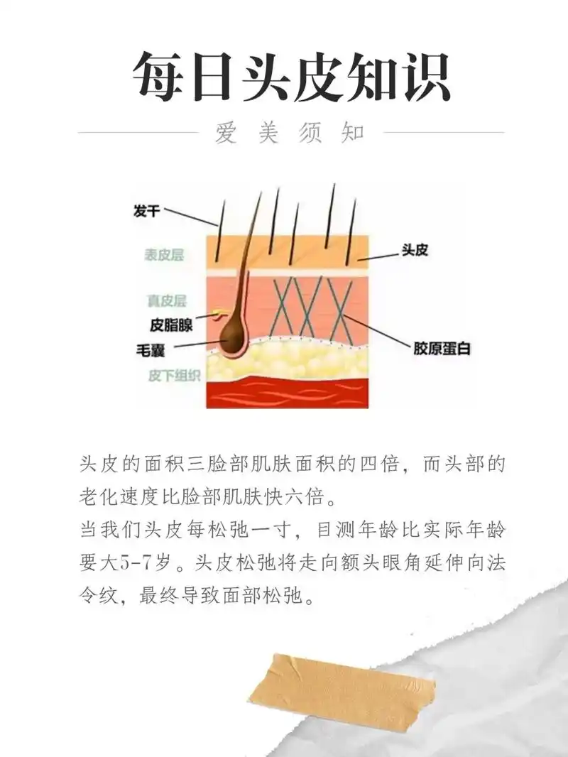 02头皮健康与否,关乎头发是否健康.