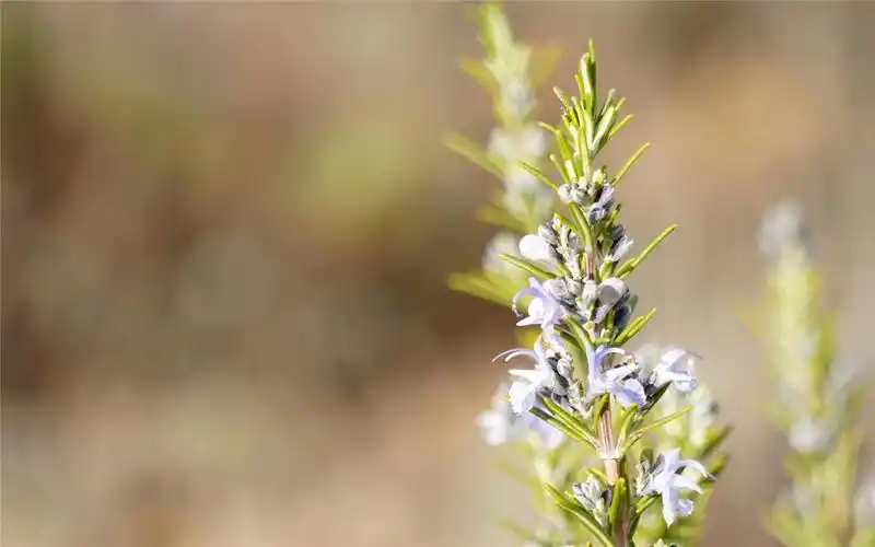迷迭香图片高清植物桌面壁纸