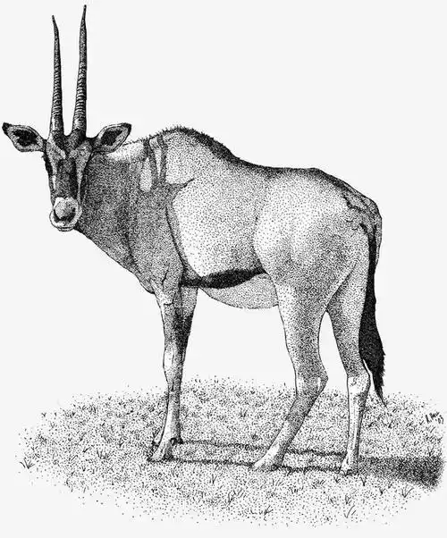 藏羚羊素描