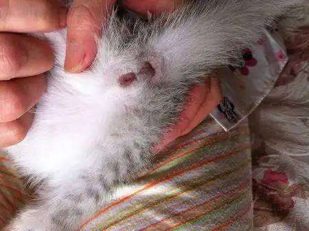 小猫的公母怎么分?