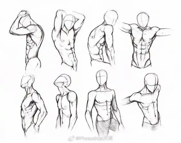 人体肌肉绘画参考
