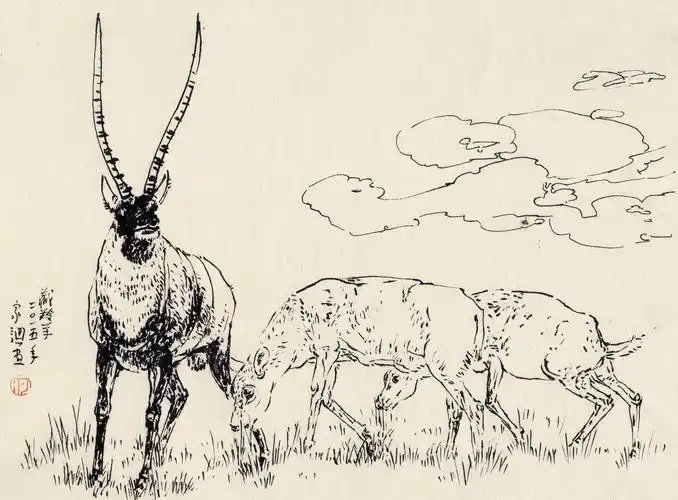 速写藏羚羊