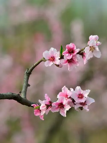 2624_3500竖版 竖屏