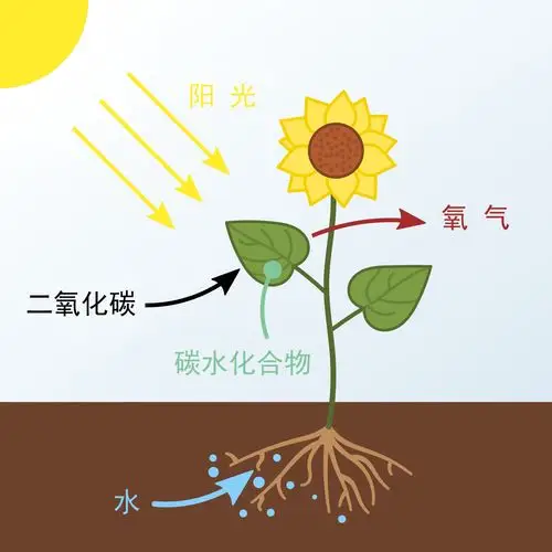 光合作用生物:植物和蓝藻 光合作用示意图