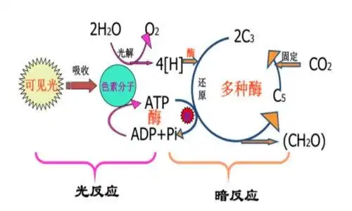 光合作用光反应场所