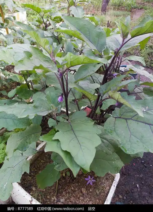 茄子的植物形态