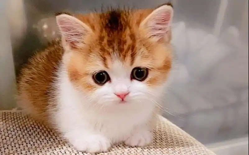 超萌小奶猫圆乎乎的喜欢自娱自乐太可爱了