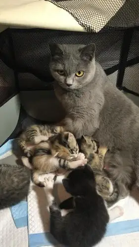 杭州英短田园串找爸爸妈妈啦