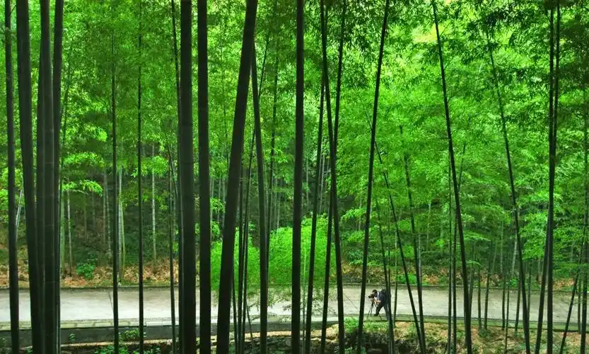 宜兴竹海风景区