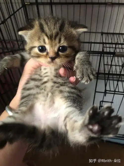 想问一下蓝猫和虎斑配出来是什么样子的