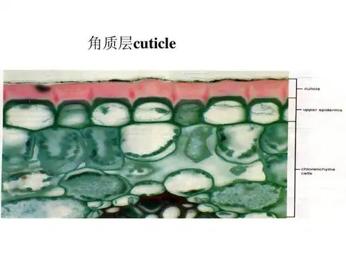 奥赛辅导 角质层cuticle
