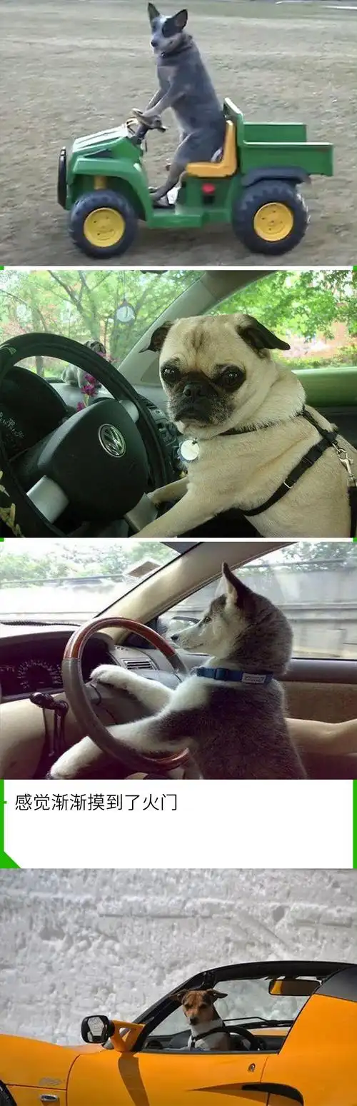 这年头狗都学会开车了而我还没有过科目二