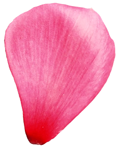 小素材,黑白背景图  采集 花瓣 素材  png素材 玫瑰花瓣 樱花 桃花