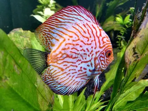 鱼,海上生活,水族馆高清图库素材免费下载(图片编号:6959334)-六图网