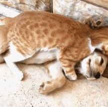 橘猫压在狗狗身上帮它舔毛