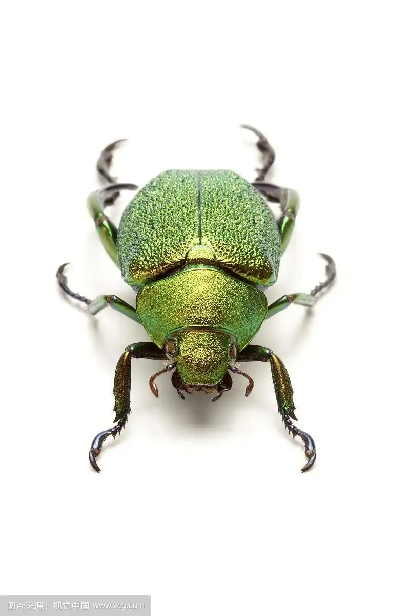 金龟子,甲虫,昆虫,鞘翅目,哈密瓜金龟