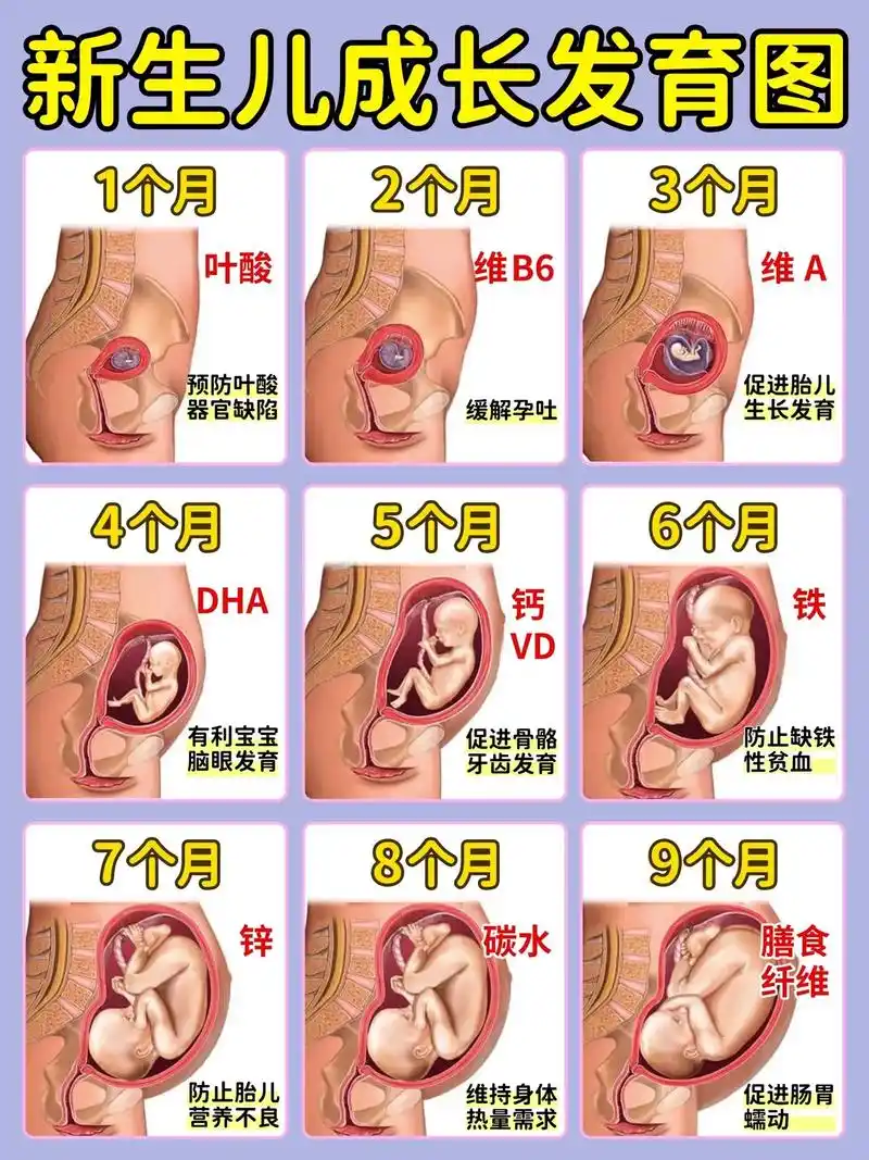 胎儿每月发育情况!