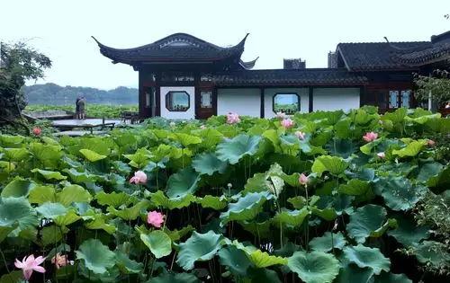 西湖目前有24个观荷区,我乘车在杭州花圃下车,进曲院风荷公园4号门,先